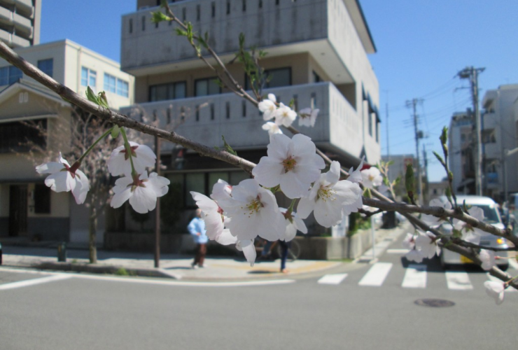 Tam, gdzie kwitną wiśnie, czyli hanami w Japonii